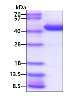 3 μg by SDS-PAGE under reducing condition and visualized by coomassie blue stain.